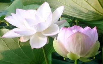 Tìm thấy viên ngọc trên đường bùn